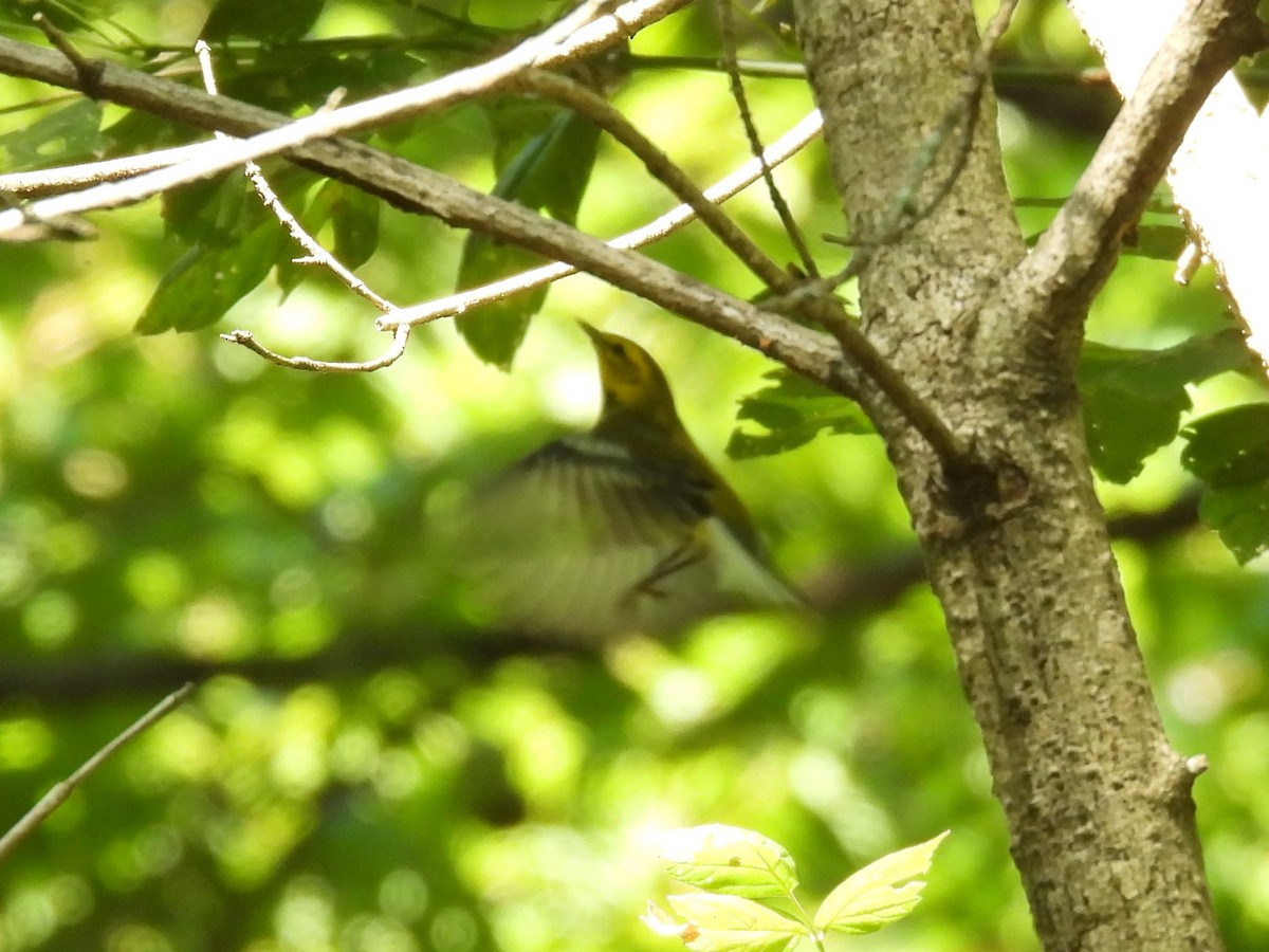 Black-throated Green Warbler - ML642854310