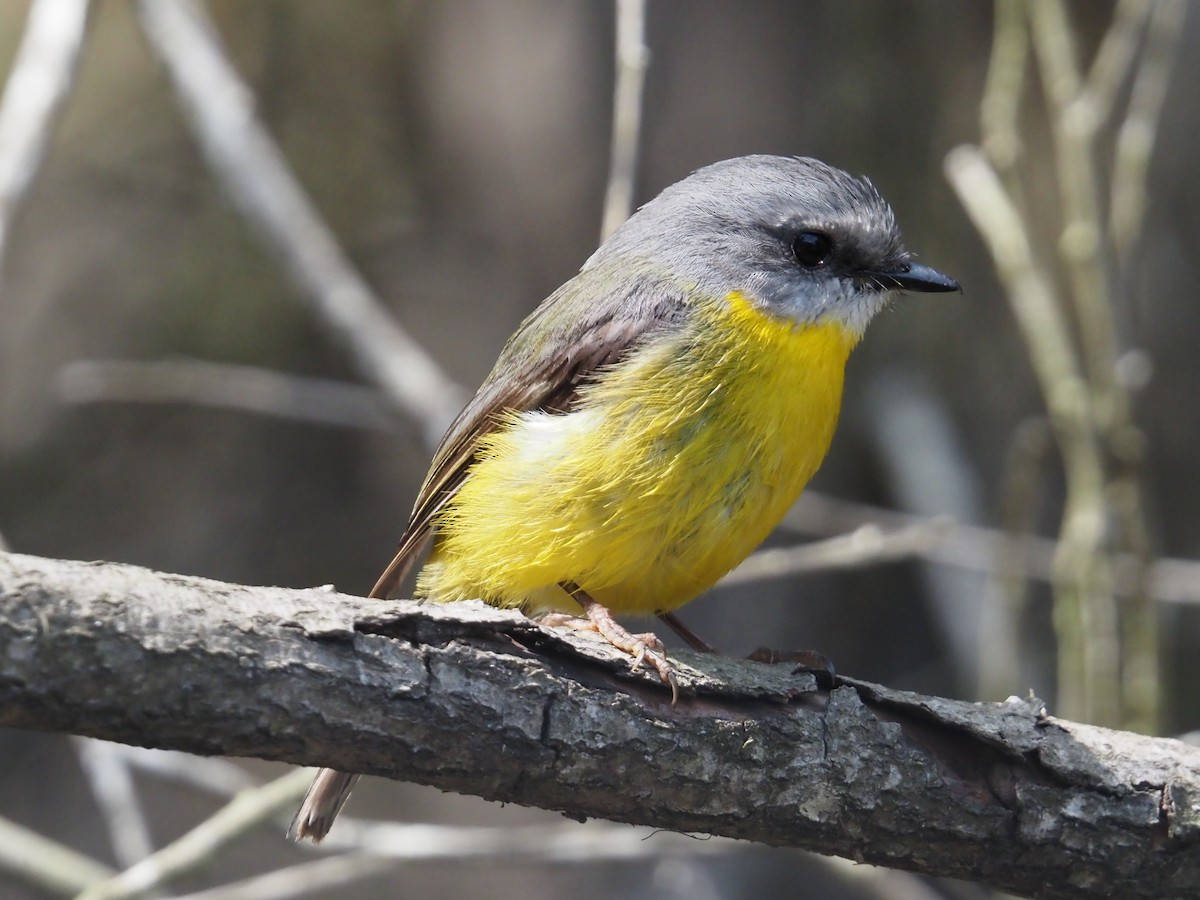 Eastern Yellow Robin - ML642854316