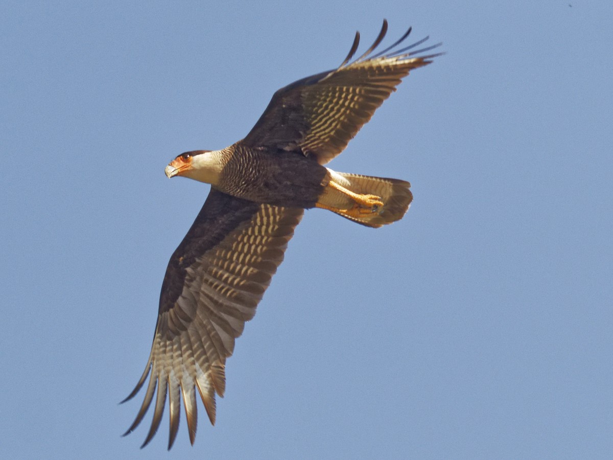 Crested Caracara - ML642854325