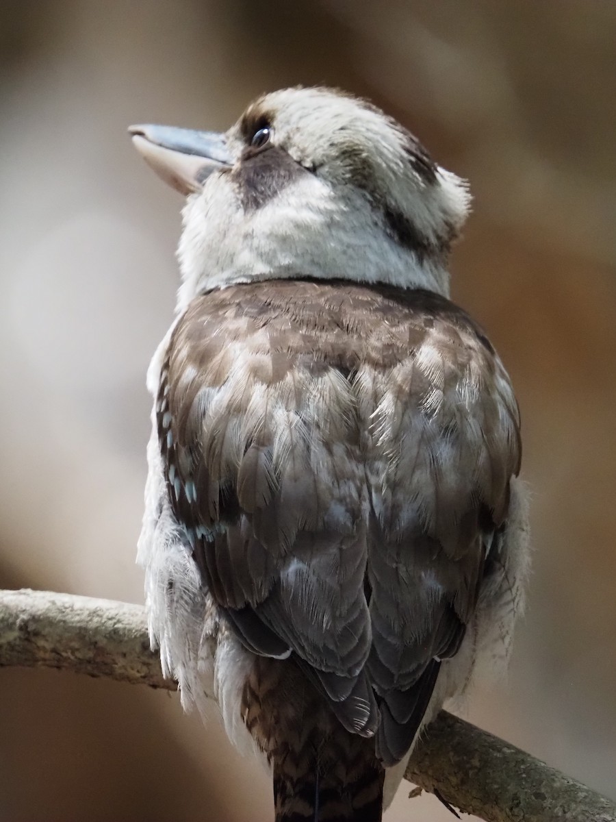 Laughing Kookaburra - ML642854328