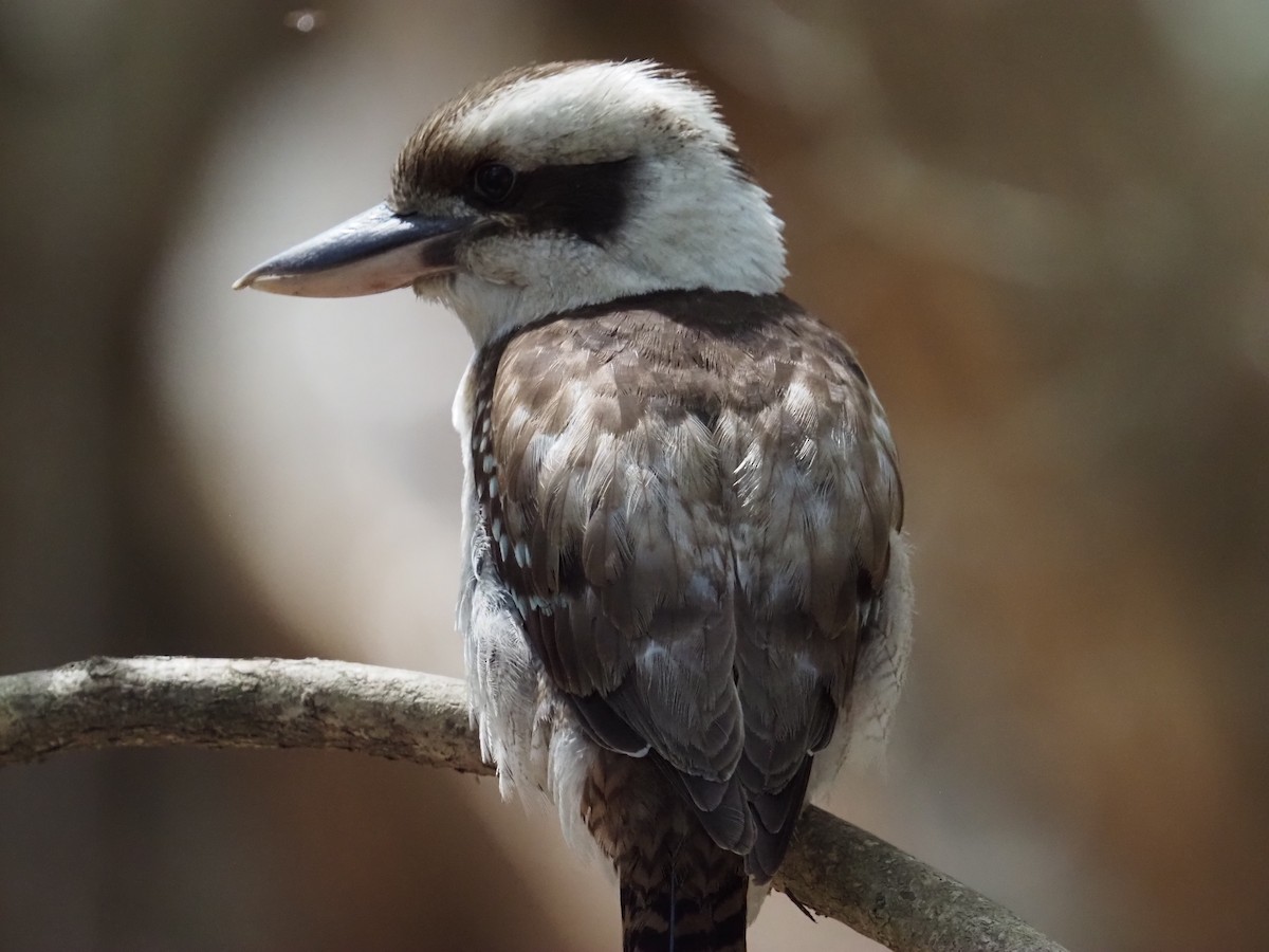 Laughing Kookaburra - ML642854329