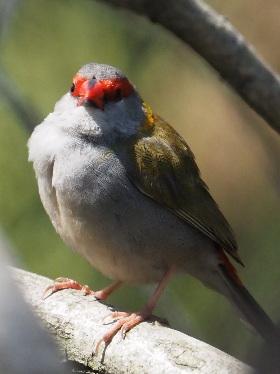 Red-browed Firetail - ML642854339