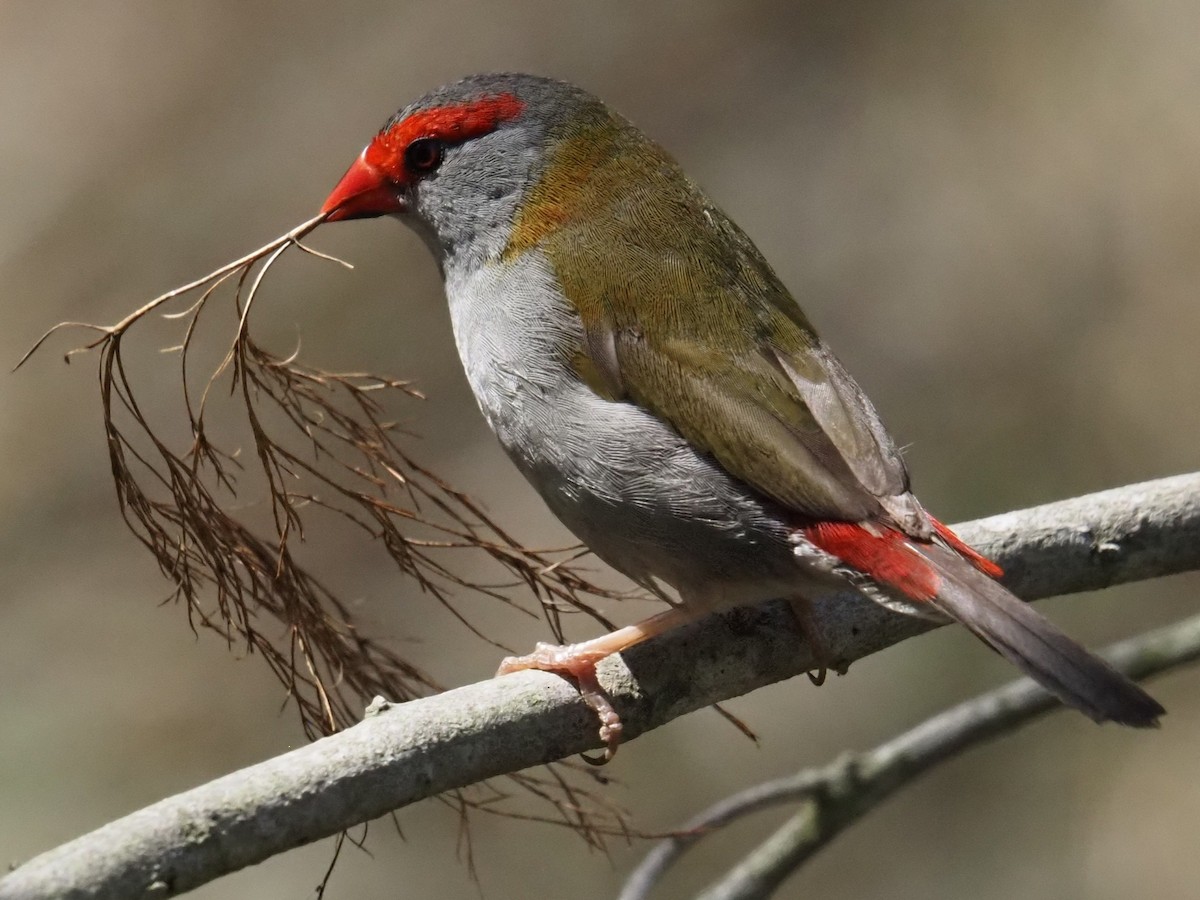 Red-browed Firetail - ML642854340