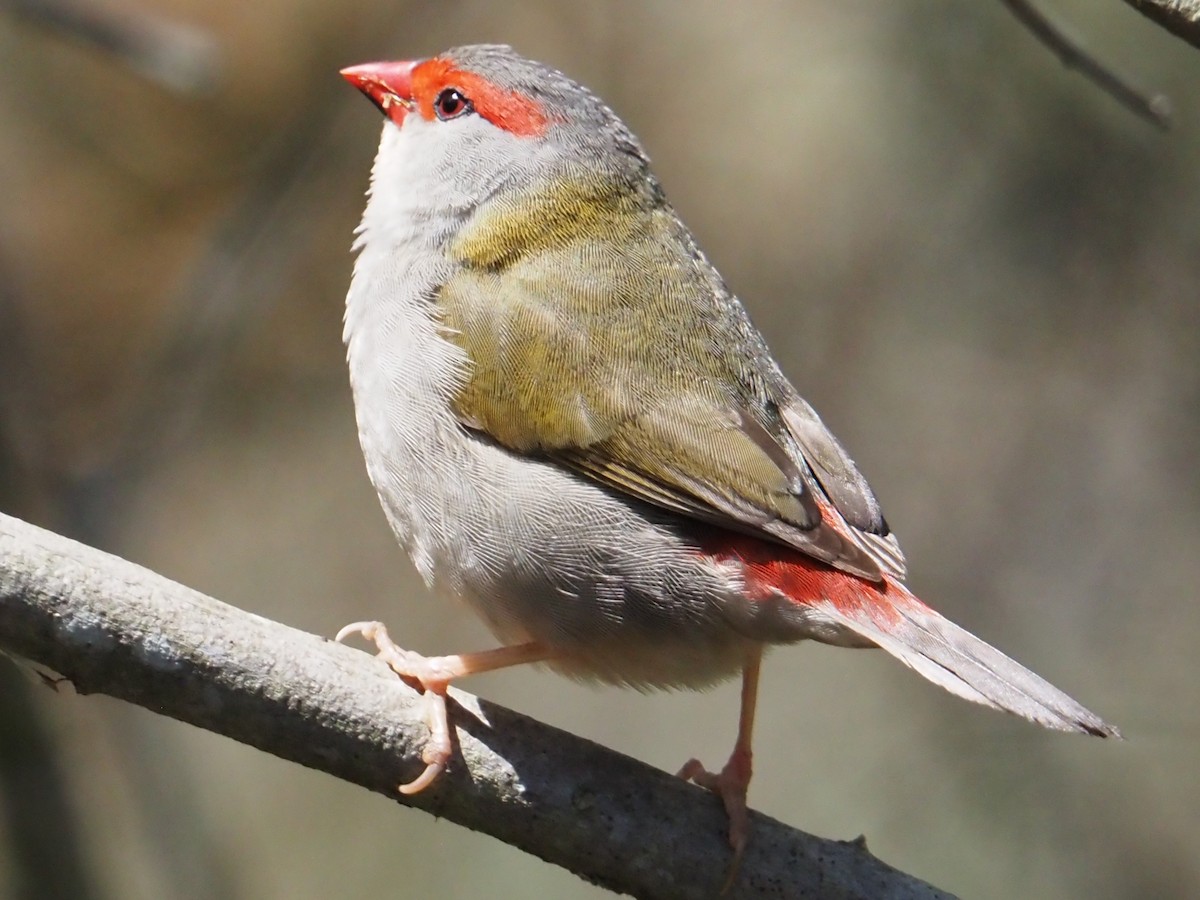 Red-browed Firetail - ML642854341