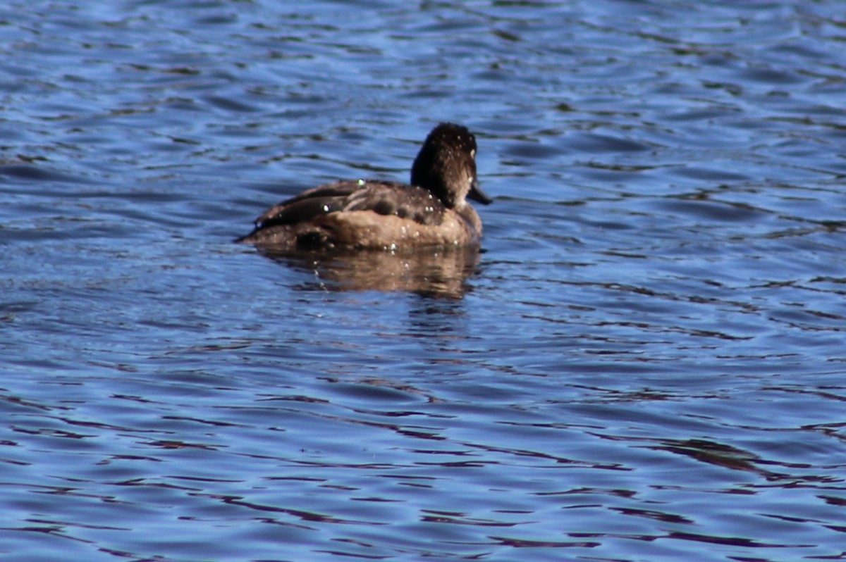 Ring-necked Duck - ML642854342