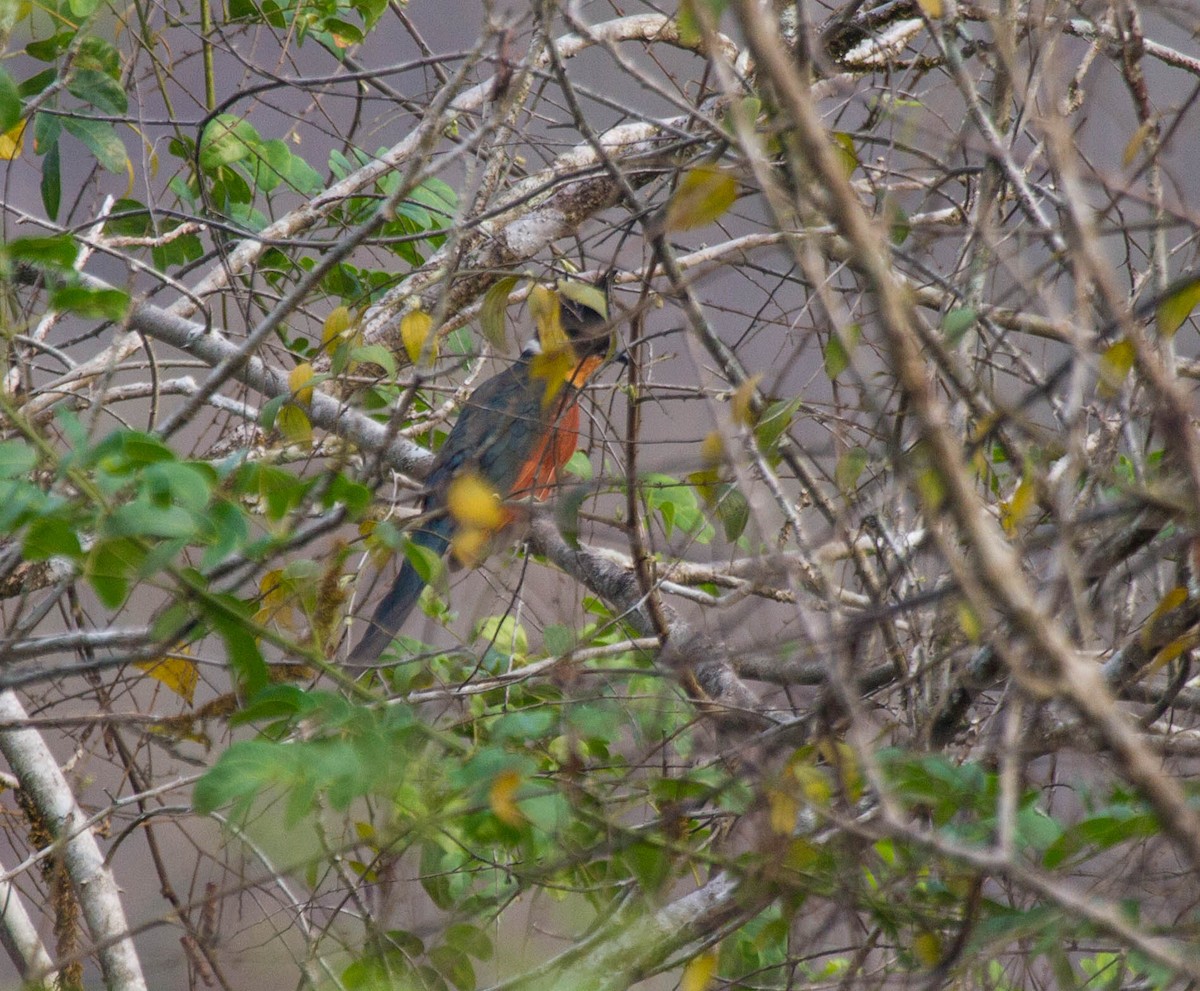 Chestnut-winged Cuckoo - ML642854345