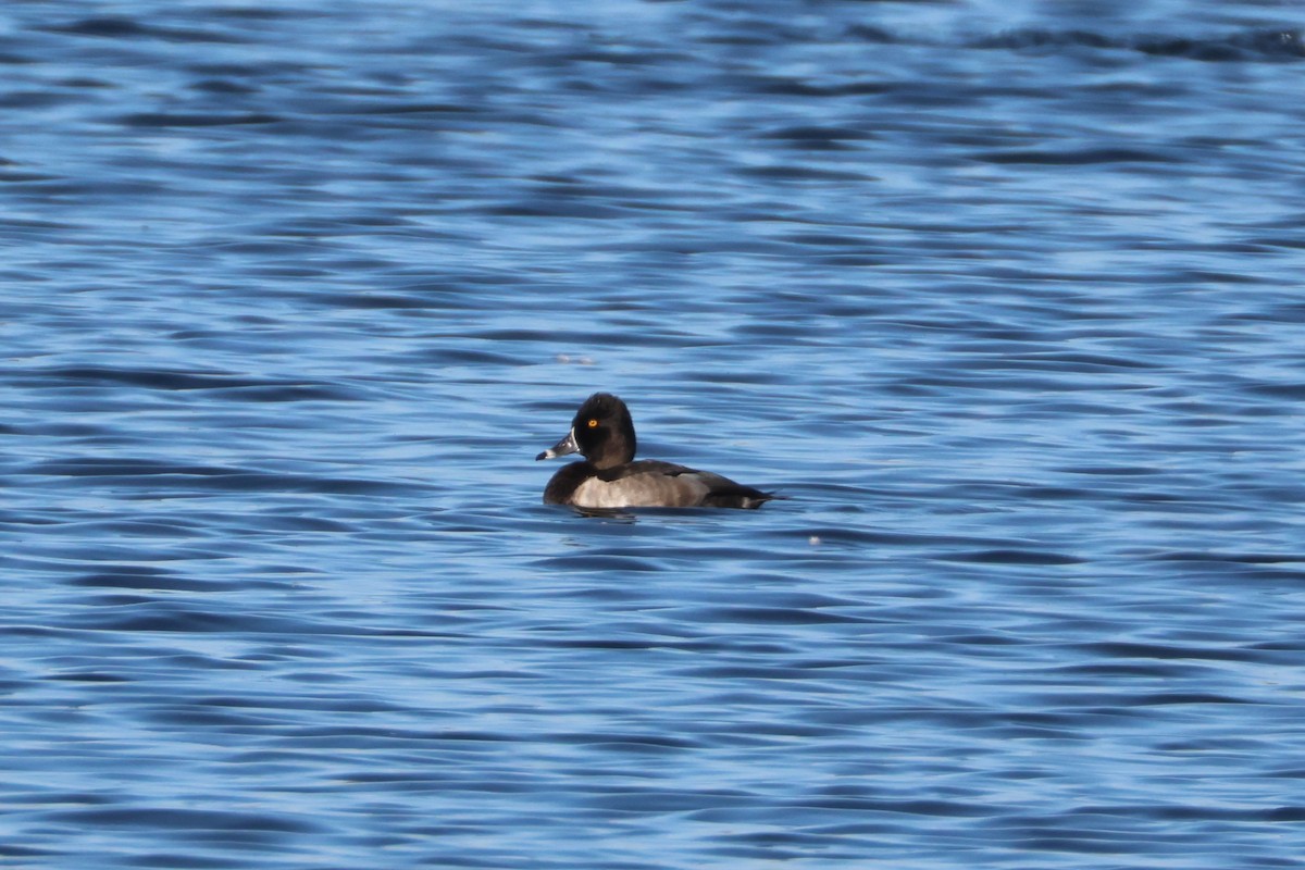 Ring-necked Duck - ML642854352