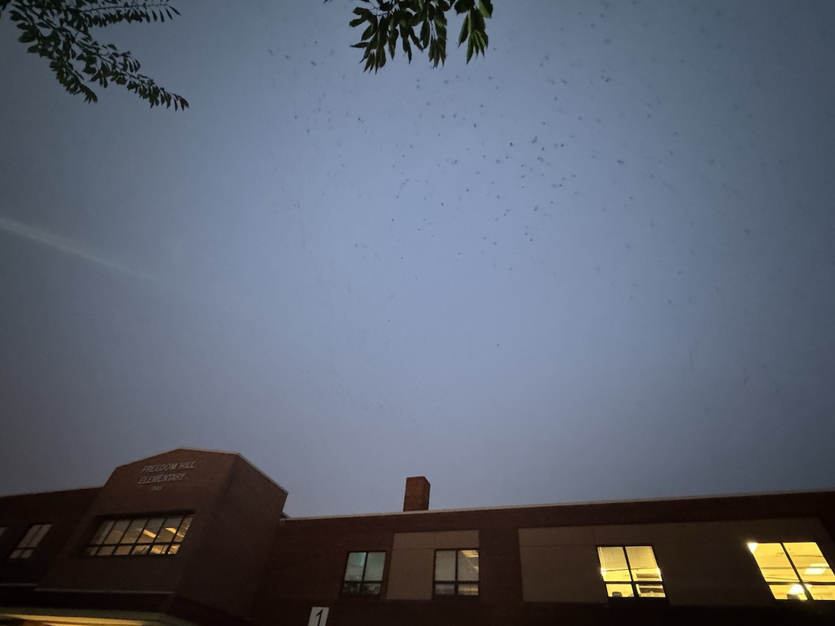 Chimney Swift - ML642854357