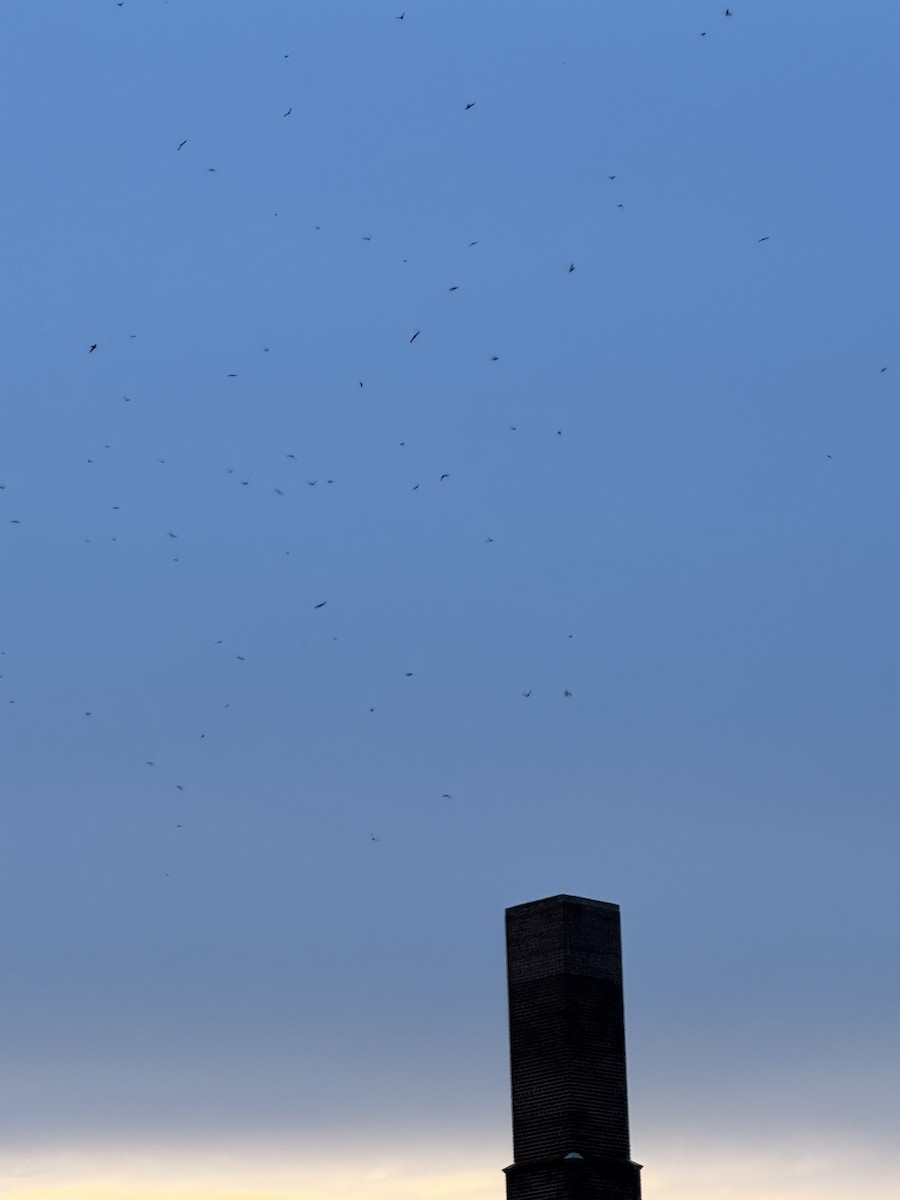 Chimney Swift - ML642854365