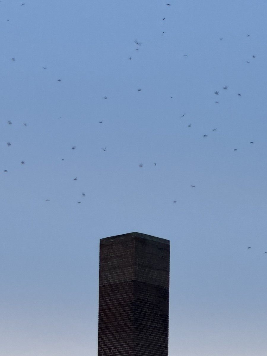 Chimney Swift - ML642854366