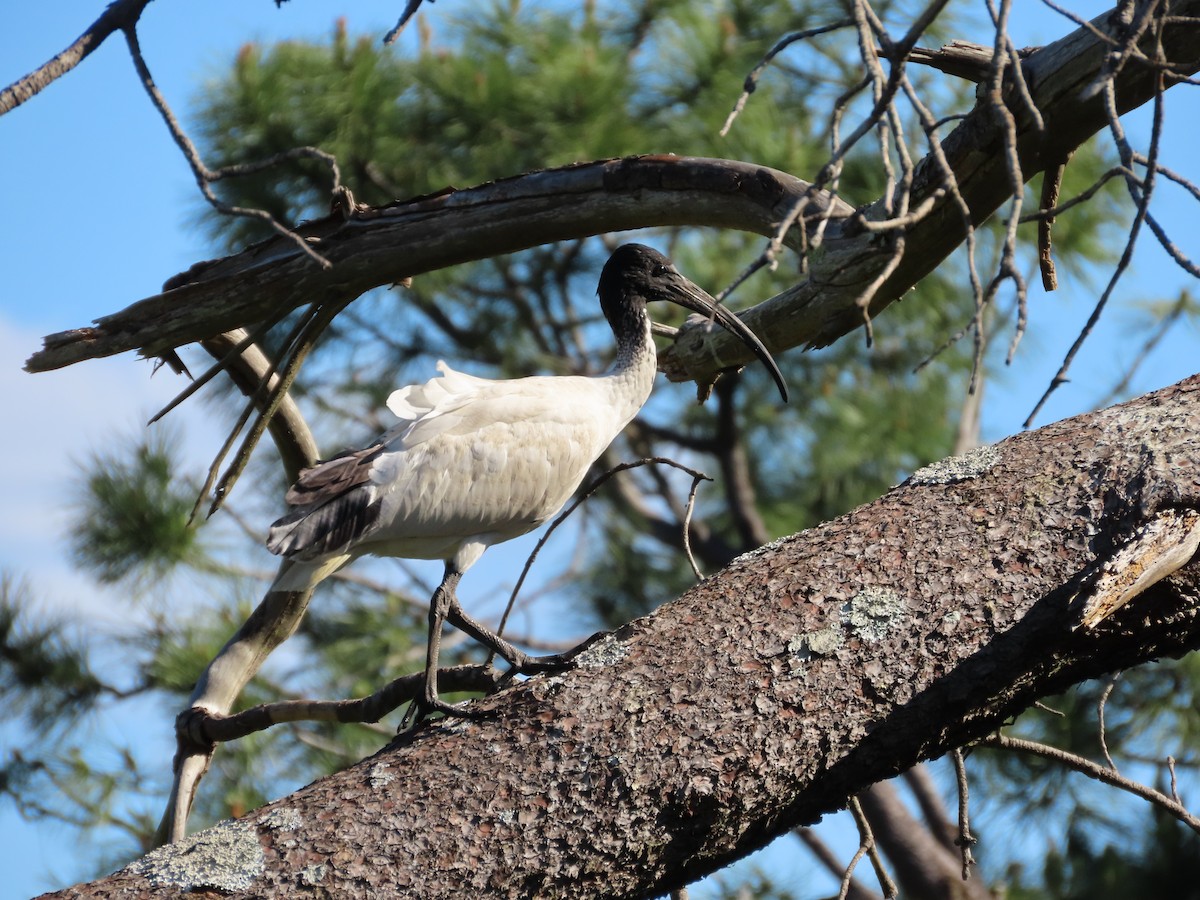Australian Ibis - ML642854369