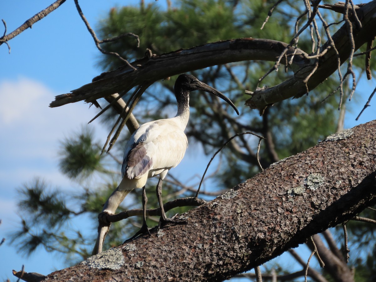 Australian Ibis - ML642854370