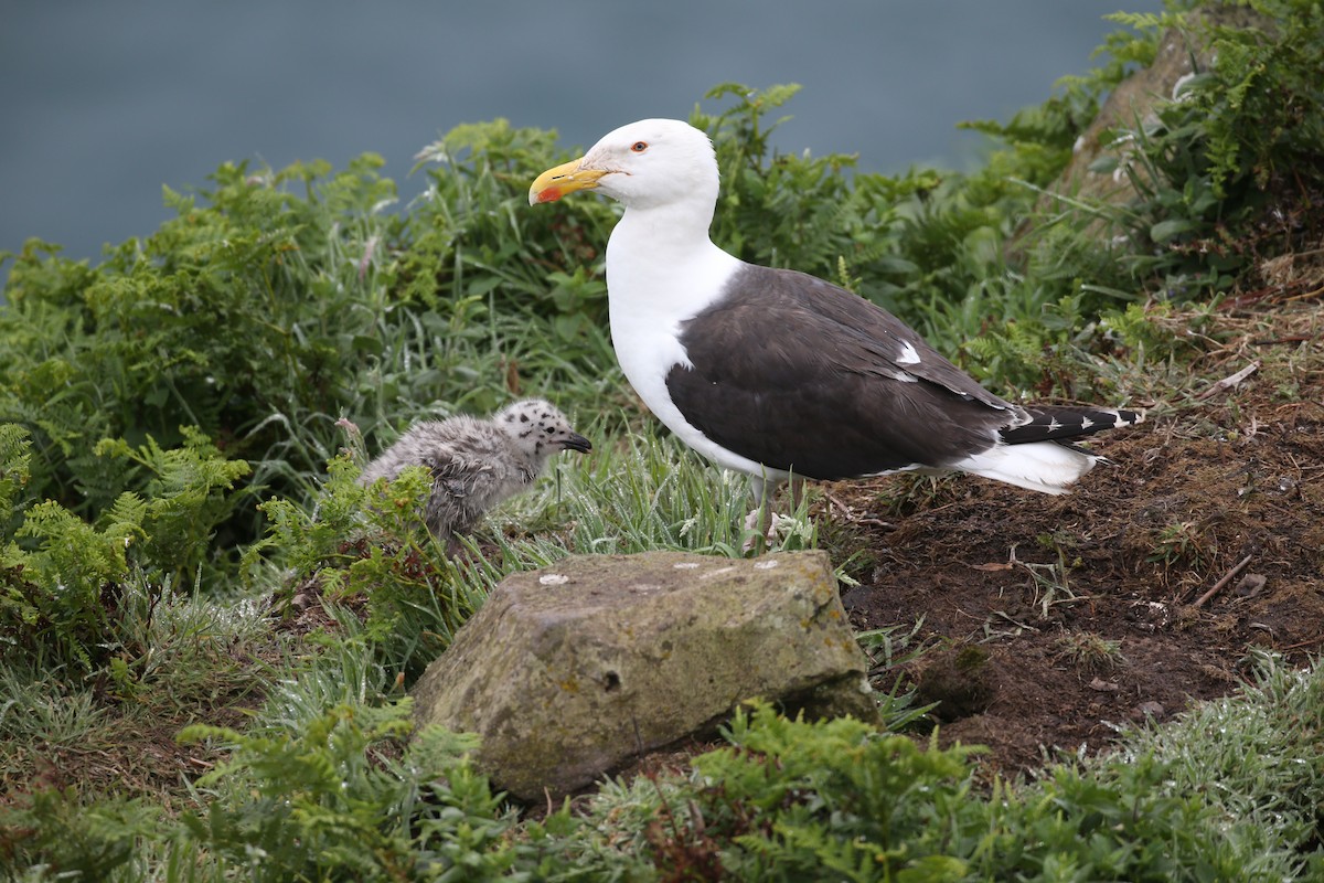 Great Black-backed Gull - ML642854377
