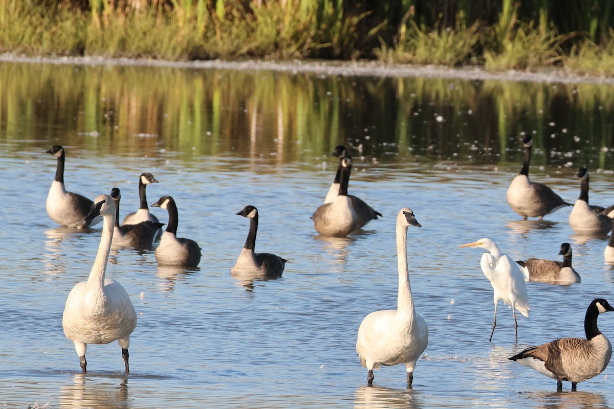 Trumpeter Swan - ML642854379