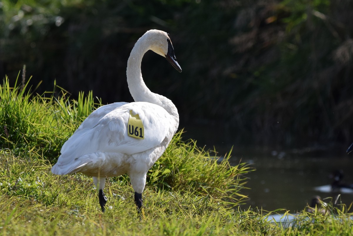 Trumpeter Swan - ML642854385