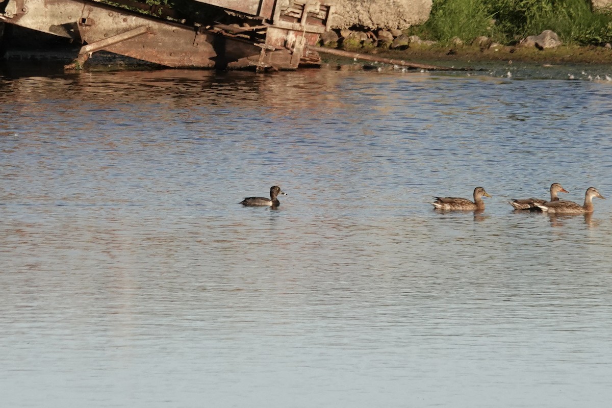 Ring-necked Duck - ML642854386