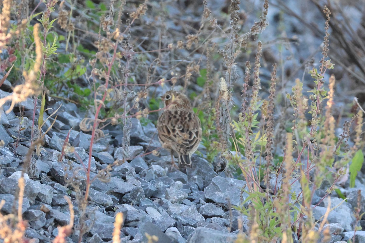 Vesper Sparrow - ML642854390