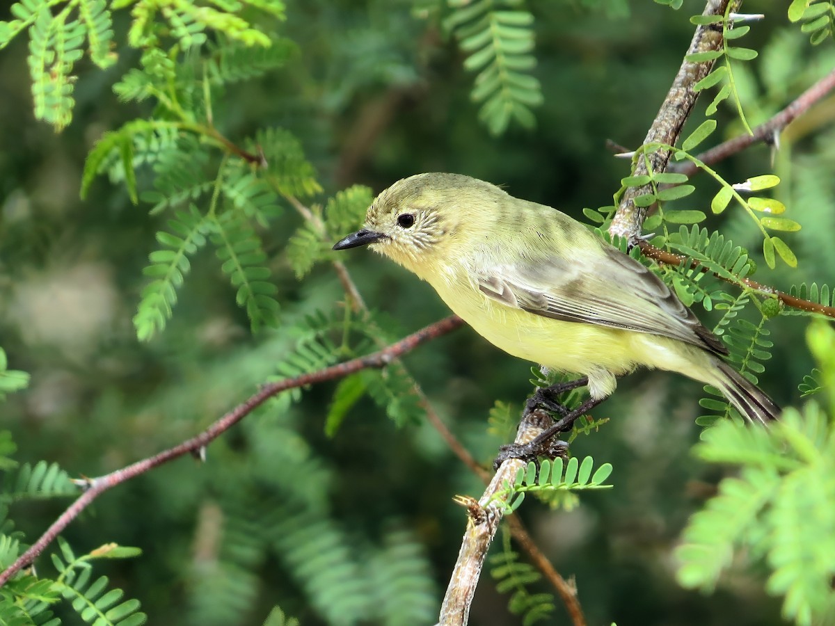 Yellow Thornbill - ML642854391