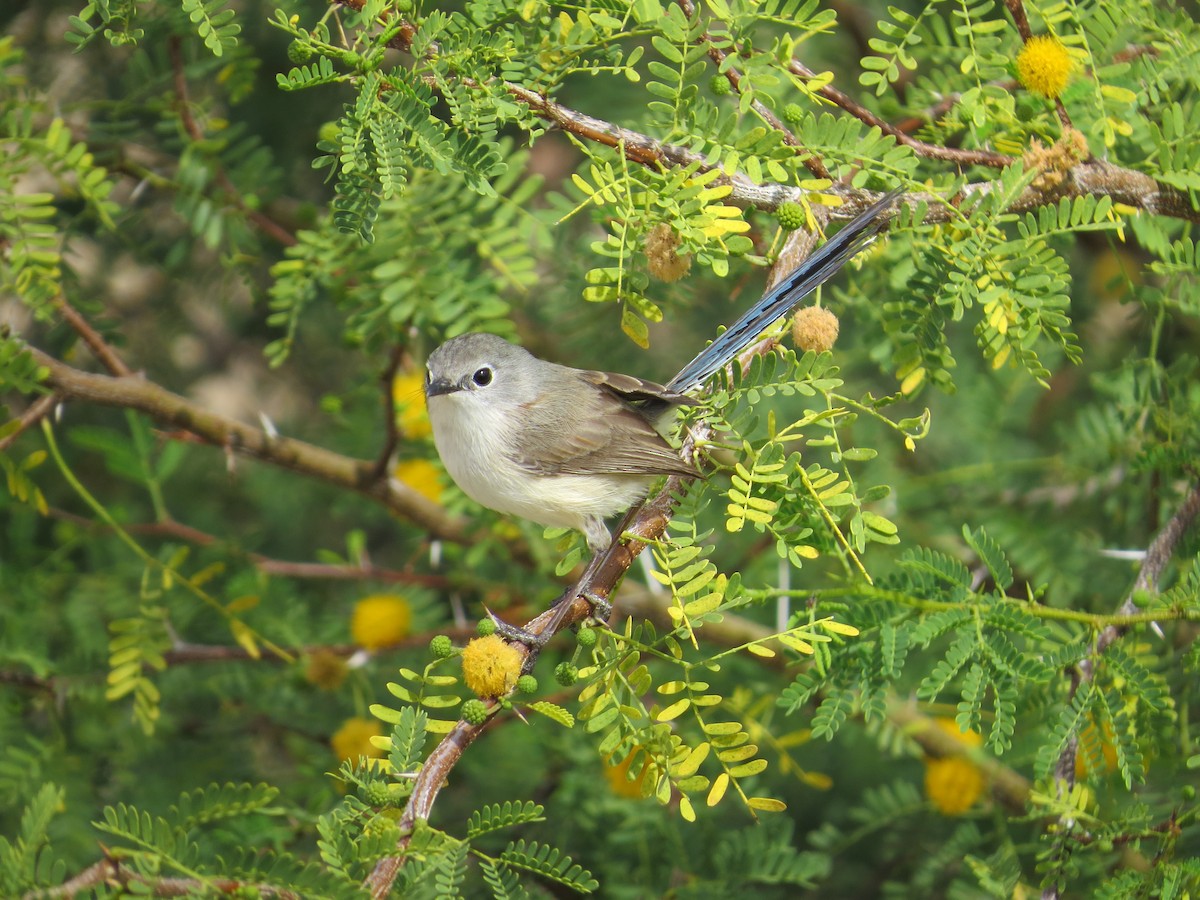 Purple-backed Fairywren - ML642854419