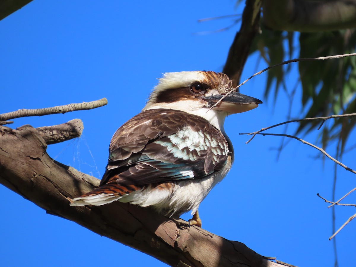 Laughing Kookaburra - ML642854431