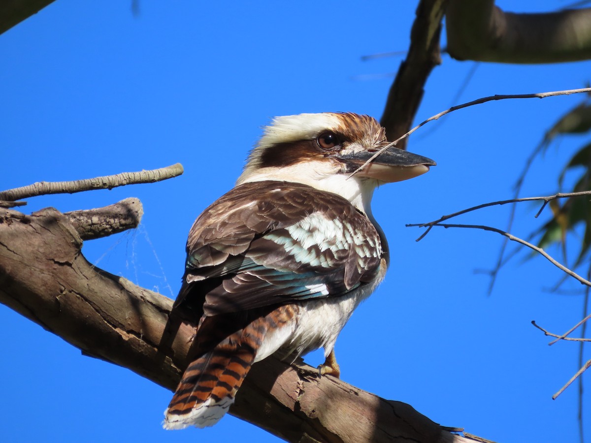 Laughing Kookaburra - ML642854432