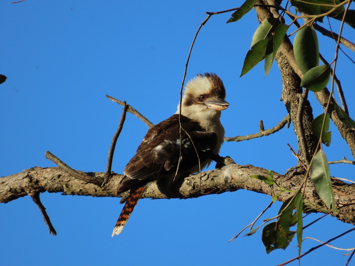 Laughing Kookaburra - ML642854433