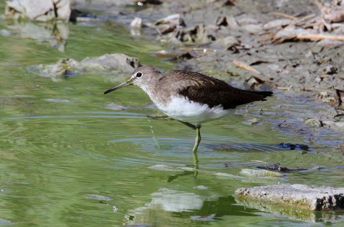 Green Sandpiper - ML642854461