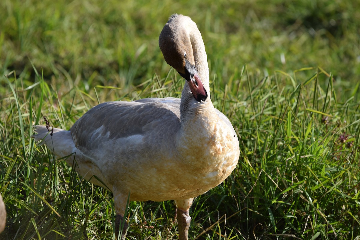 Trumpeter Swan - ML642854462