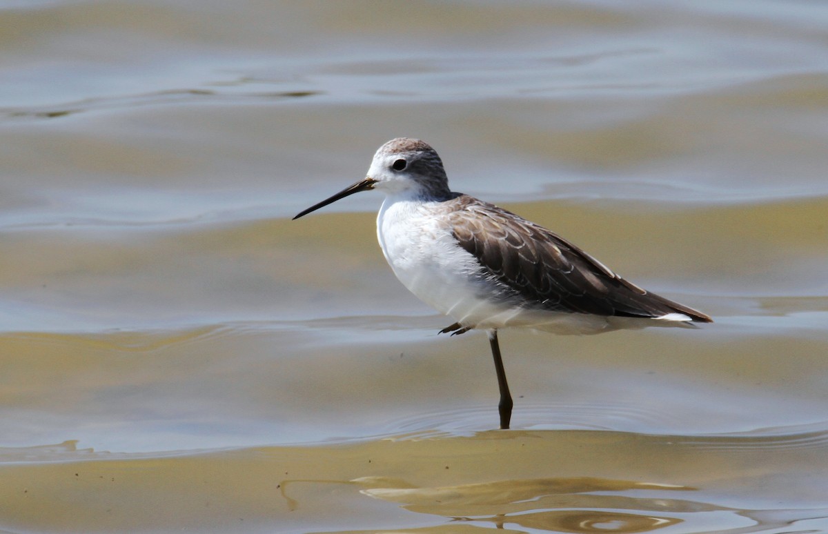 Marsh Sandpiper - ML642854464