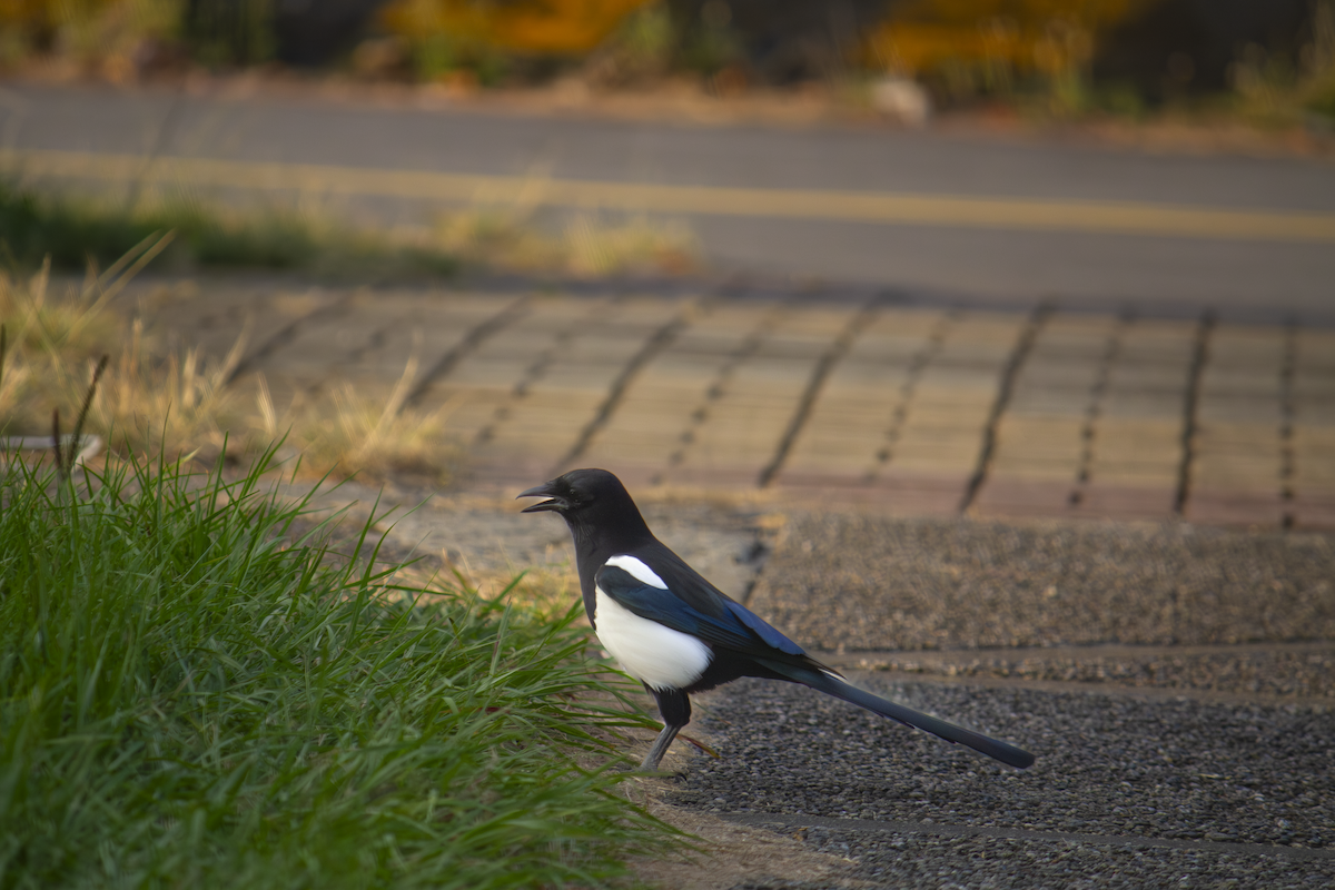 Oriental Magpie - ML642854472