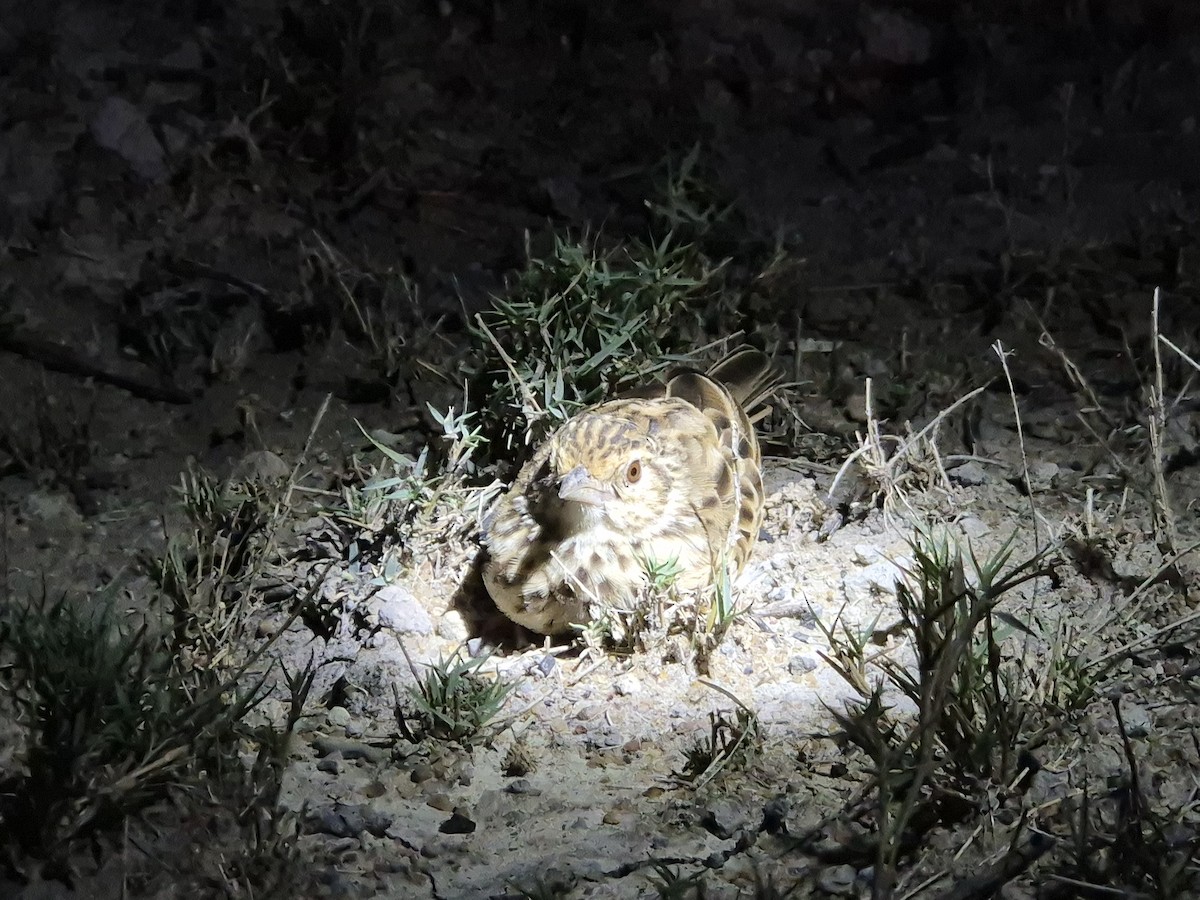 Jerdon's Bushlark - ML642854474