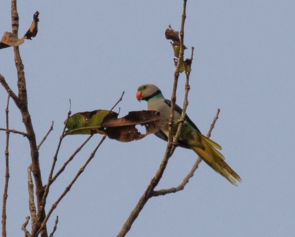Malabar Parakeet - ML642854504