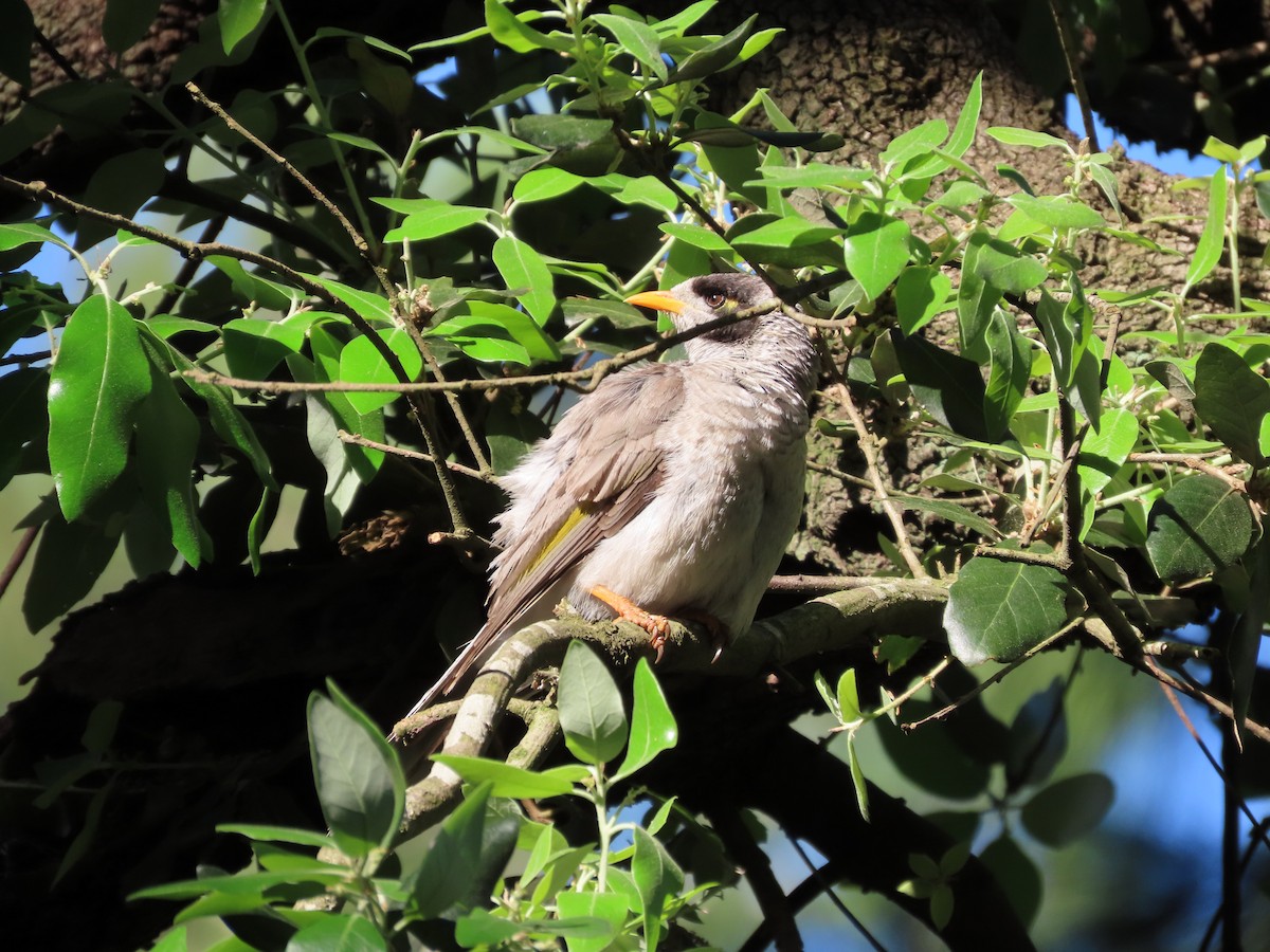 Noisy Miner - ML642854514