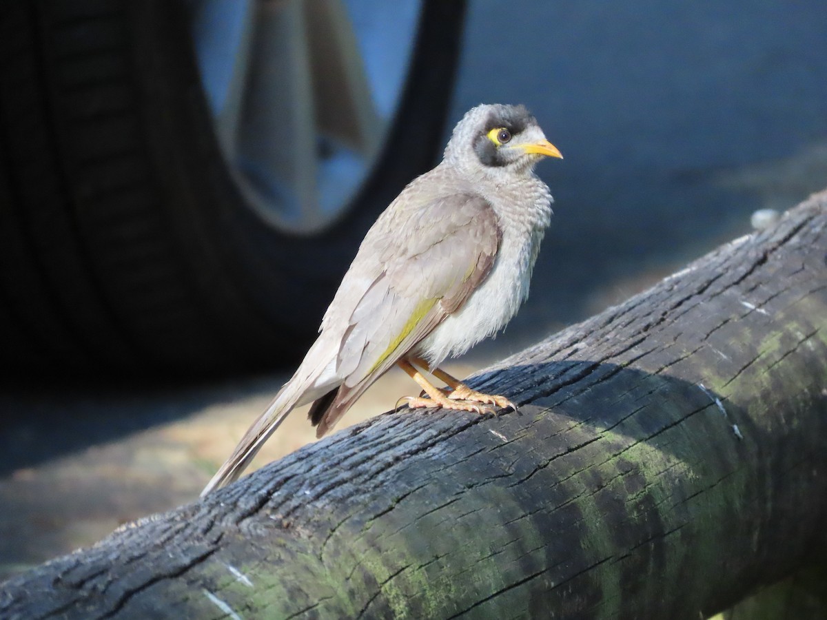 Noisy Miner - ML642854515