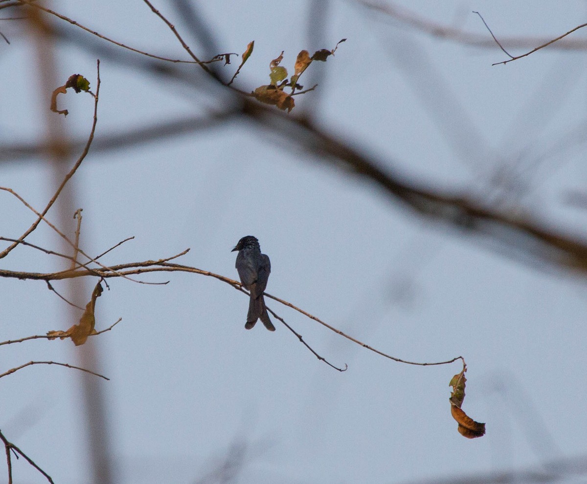 Drongo bronzé - ML642854519