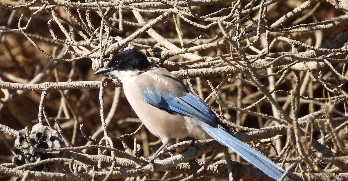 Iberian Magpie - ML642854520