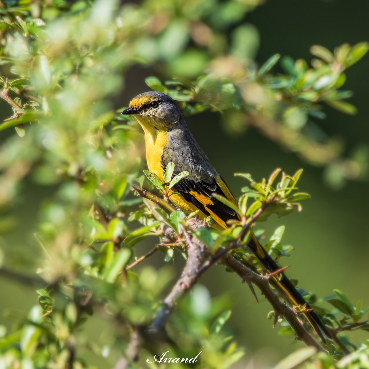 Long-tailed Minivet - ML642854534