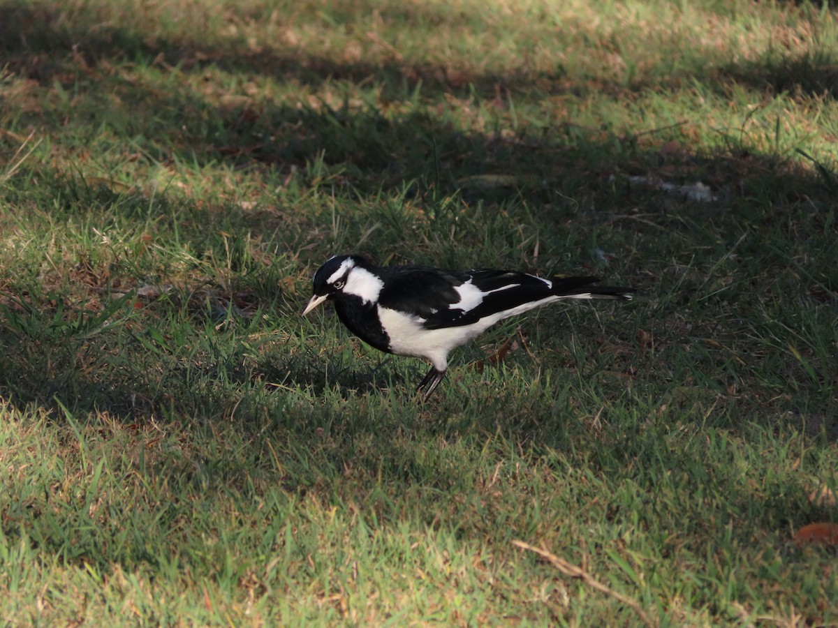 Magpie-lark - ML642854535