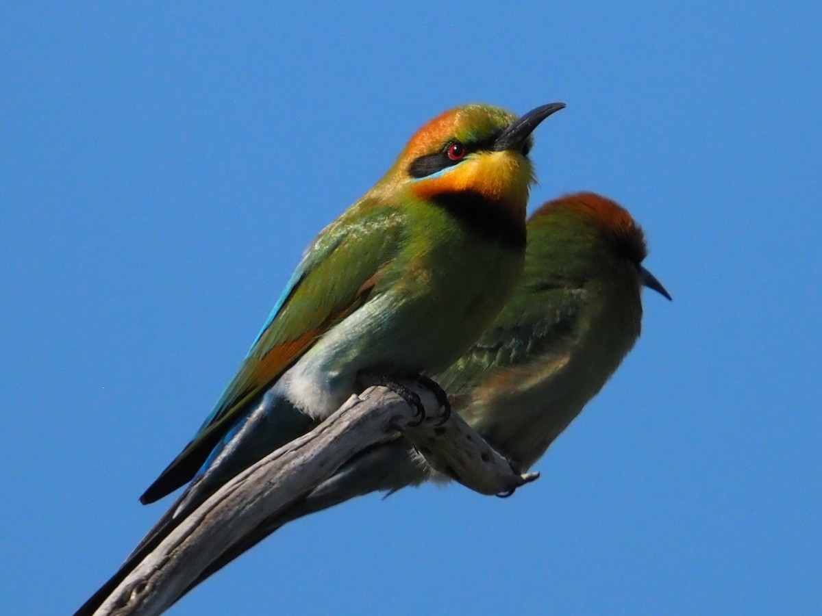 Rainbow Bee-eater - ML642854536