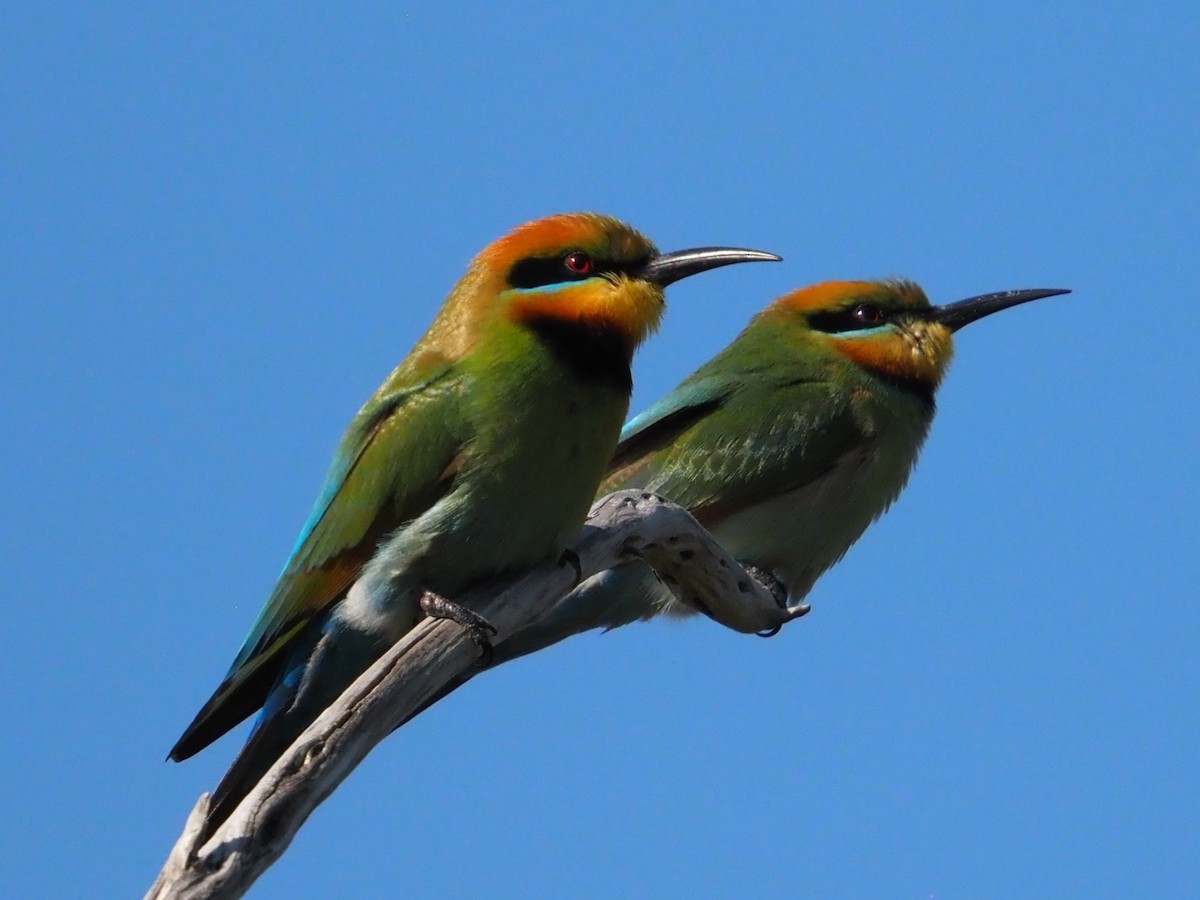 Rainbow Bee-eater - ML642854537