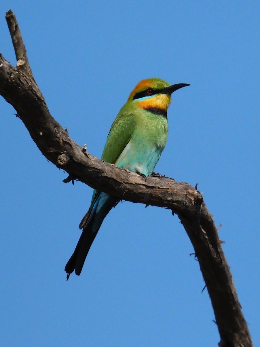Rainbow Bee-eater - ML642854538