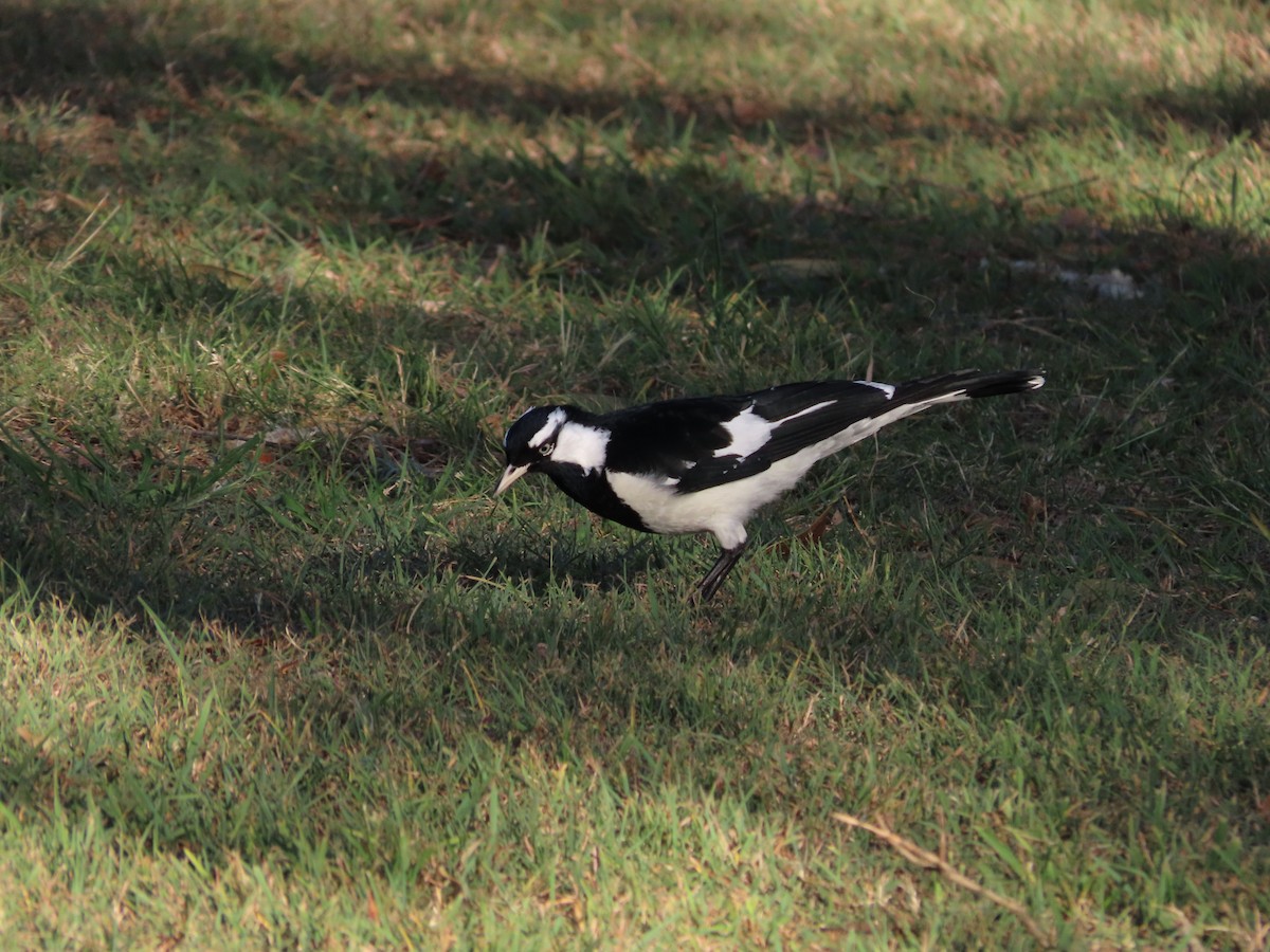 Magpie-lark - ML642854539