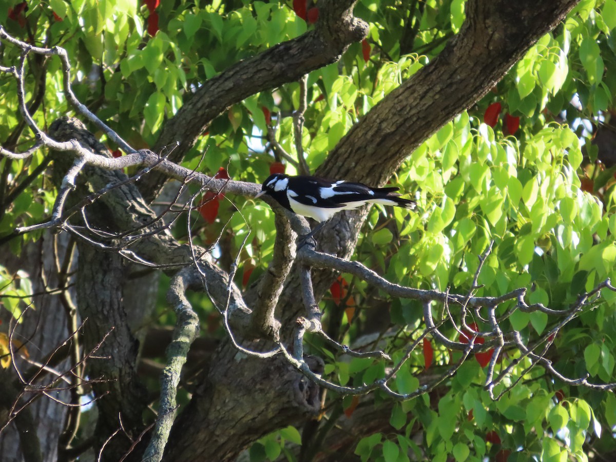Magpie-lark - ML642854540