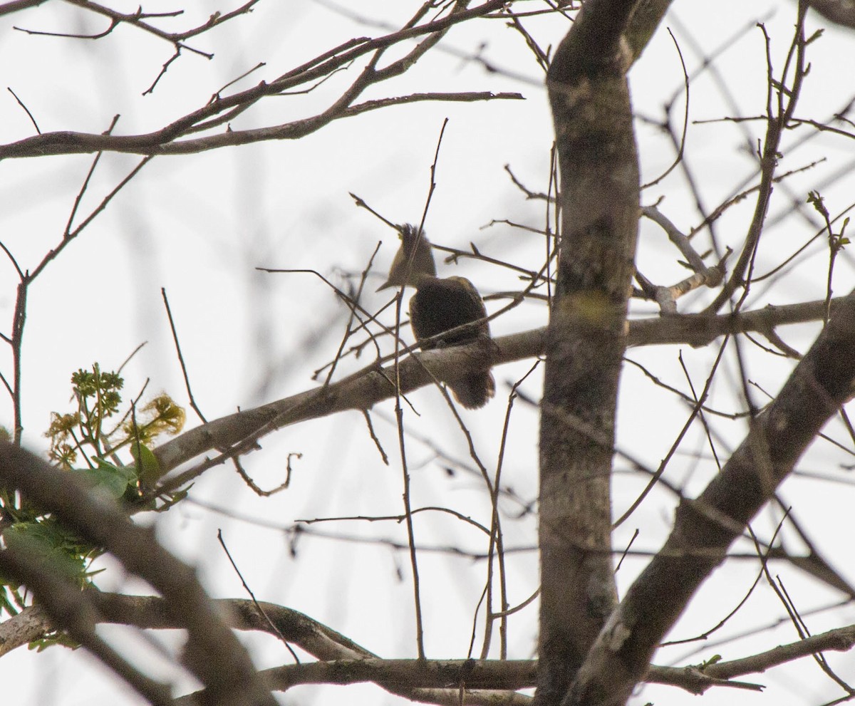Heart-spotted Woodpecker - ML642854541