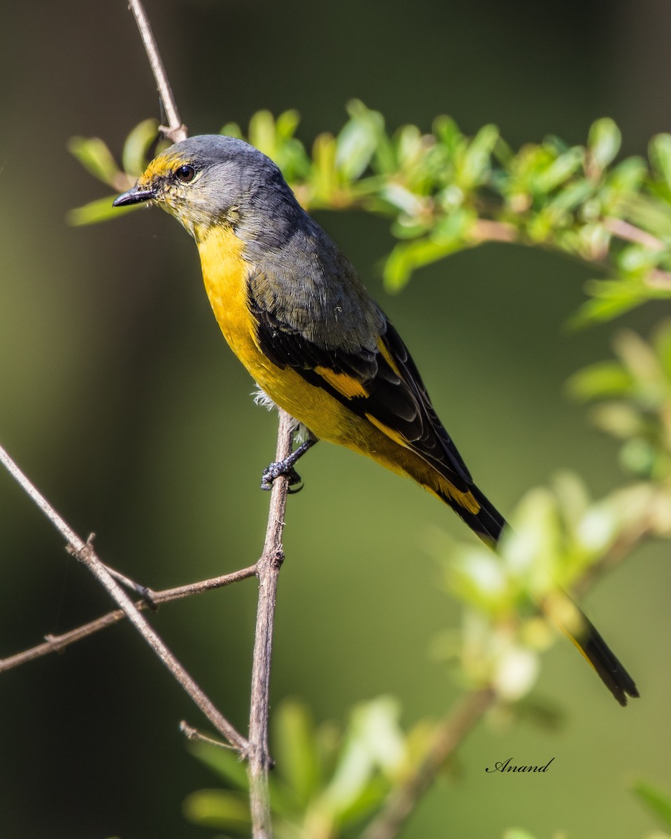 Long-tailed Minivet - ML642854542