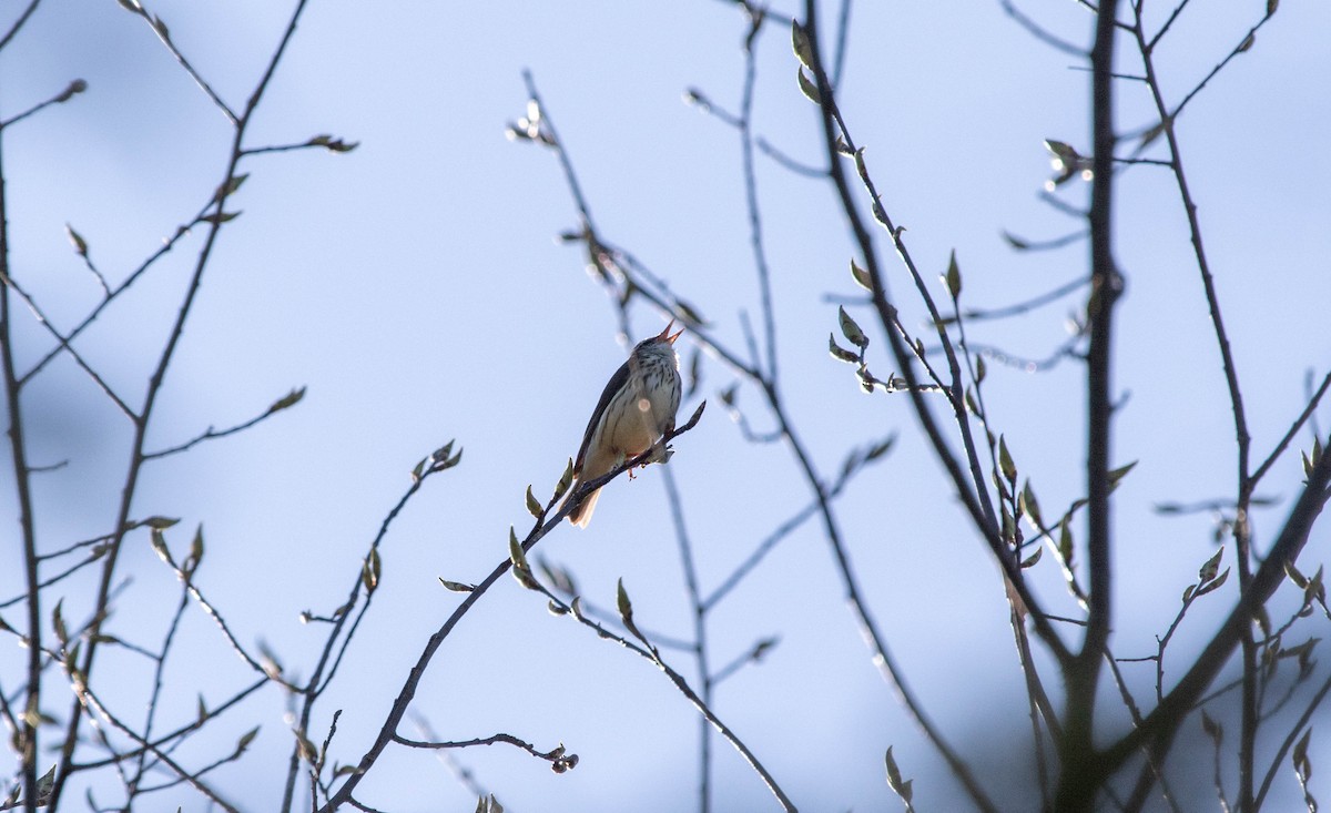Louisiana Waterthrush - ML642854546