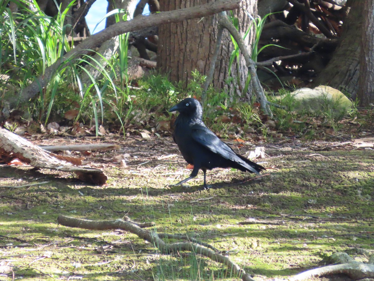 Australian Raven - ML642854551