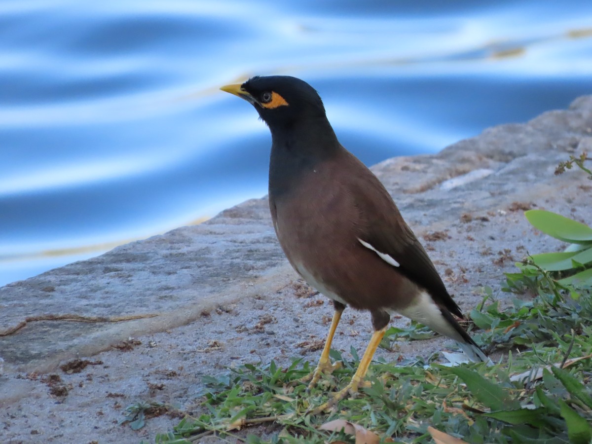 Common Myna - ML642854562