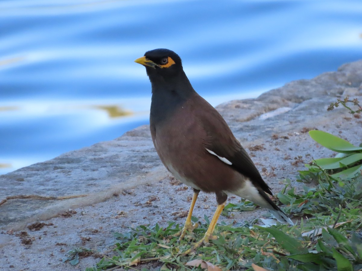 Common Myna - ML642854563
