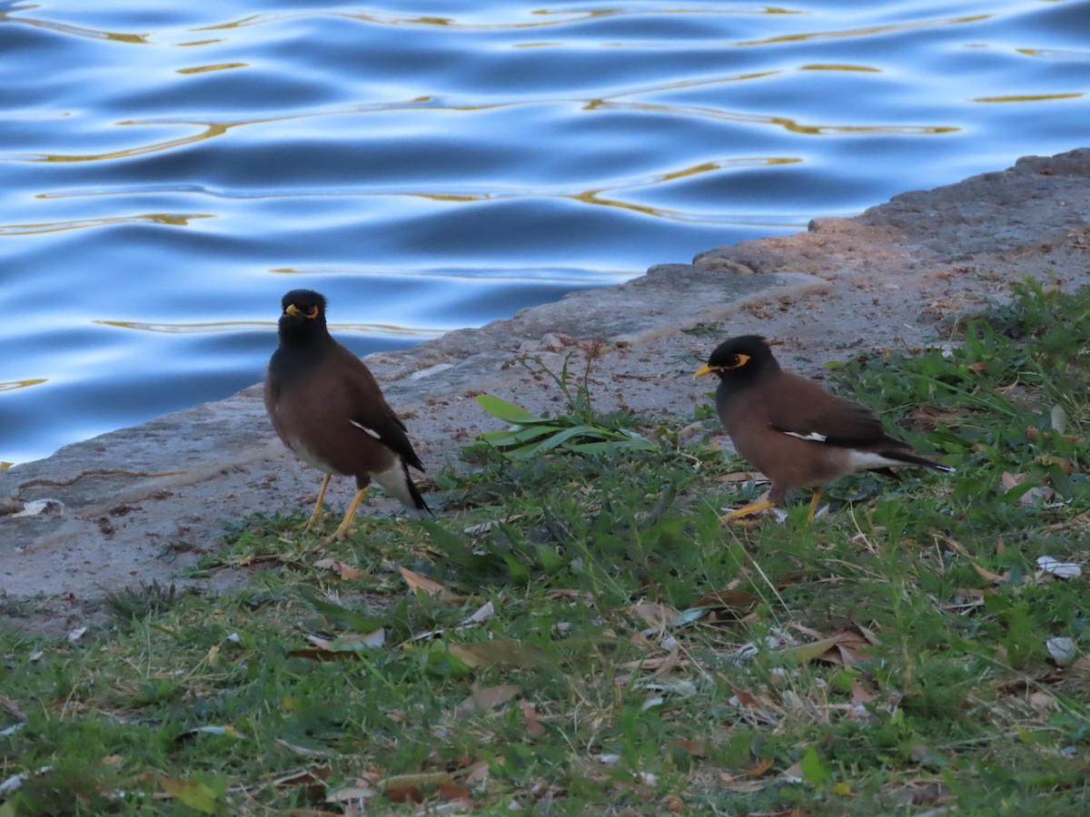 Common Myna - ML642854564